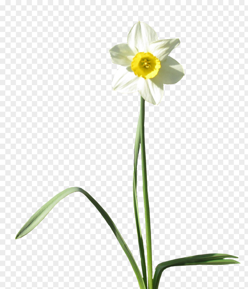 Daffodil Desktop Wallpaper Clip Art PNG