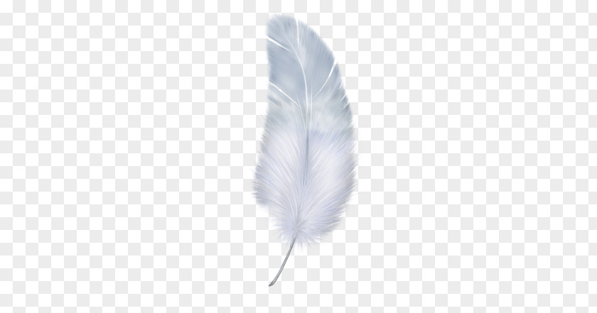 Feather PNG clipart PNG