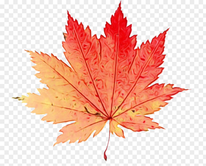 Flower Woody Plant Maple Leaf PNG