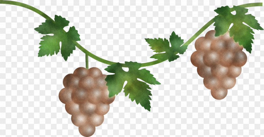 Grape Grapes Fruit PNG