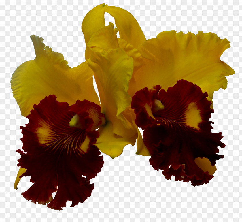 Photographer Cattleya Orchids Art Violet PNG