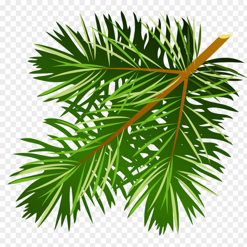 Tree Clip Art Pine Illustration Image PNG