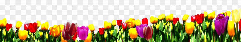 Tulip Nosegay Flower Bouquet Wallpaper PNG