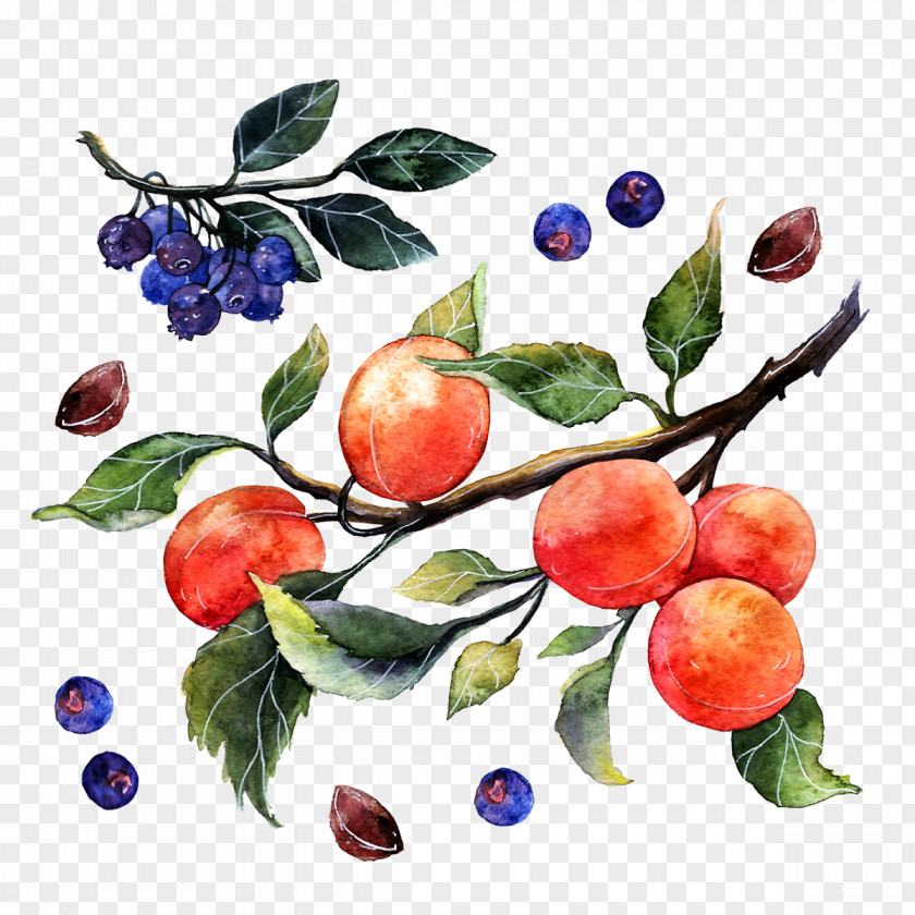 Watercolor Oranges And Blueberries Apple Painting Illustrator Illustration PNG