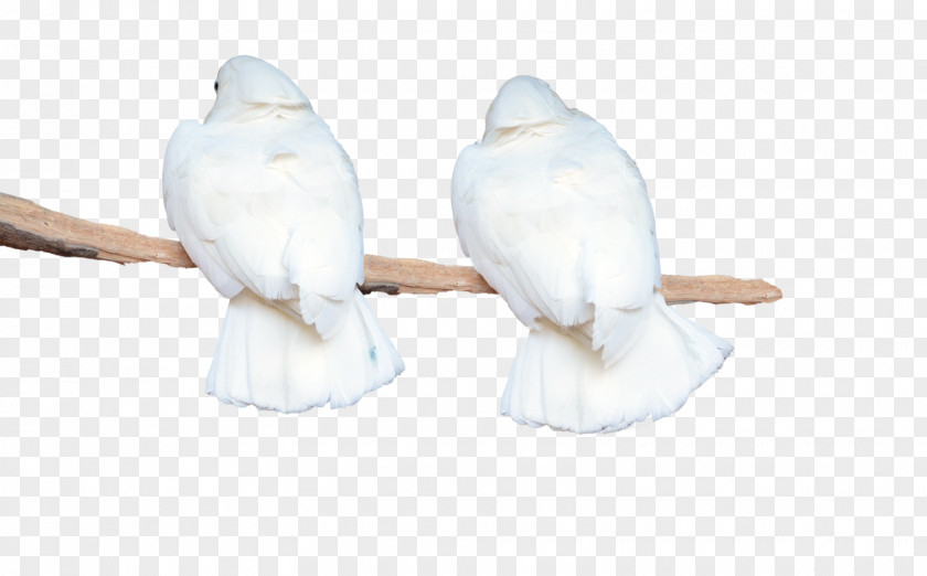 White Parrot Feather Beak Material Figurine PNG