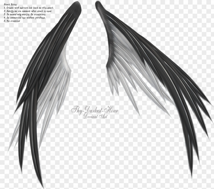 Wings Angel Wing Information Black And White PNG