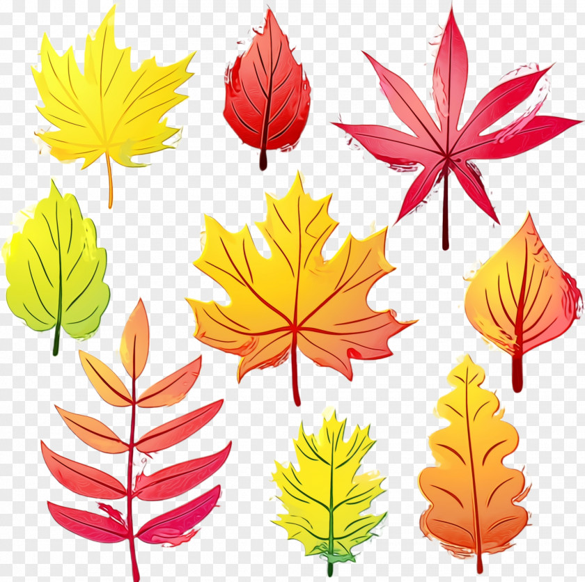 Deciduous Black Maple Leaf PNG