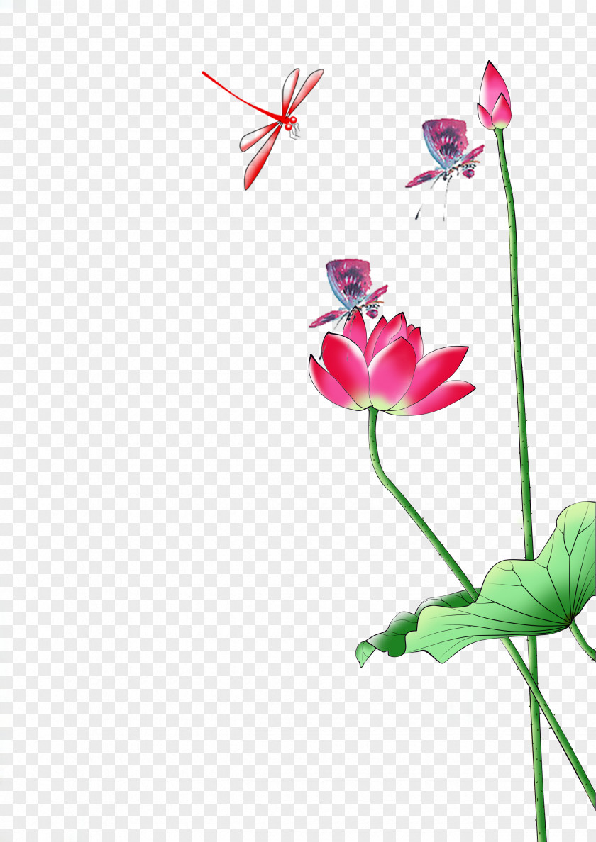 Exquisite Lotus Nelumbo Nucifera Painting PNG