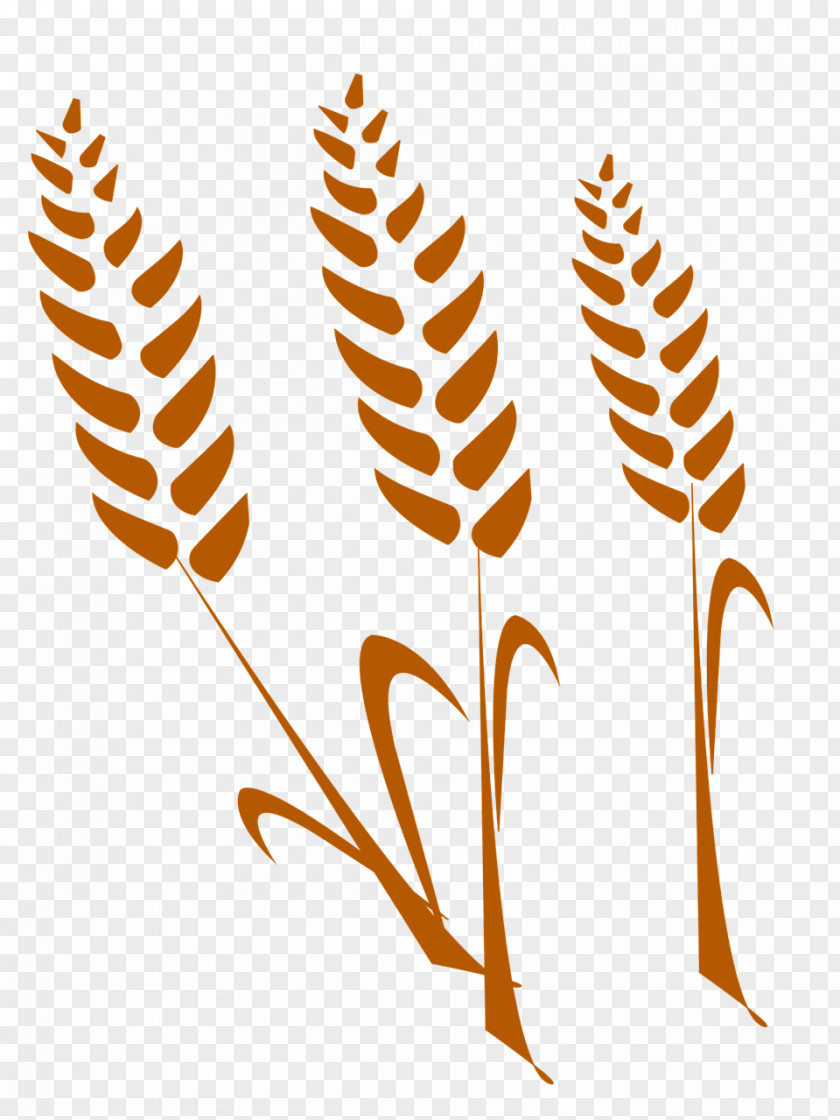 Wheat Cereal Agriculture Gratis Image PNG