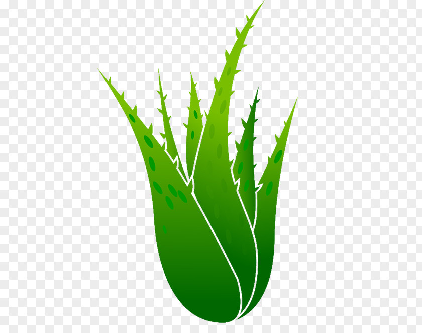 Aloe Plant Vera Euclidean Vector Illustration PNG