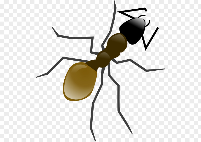 Ants Ant Clip Art PNG