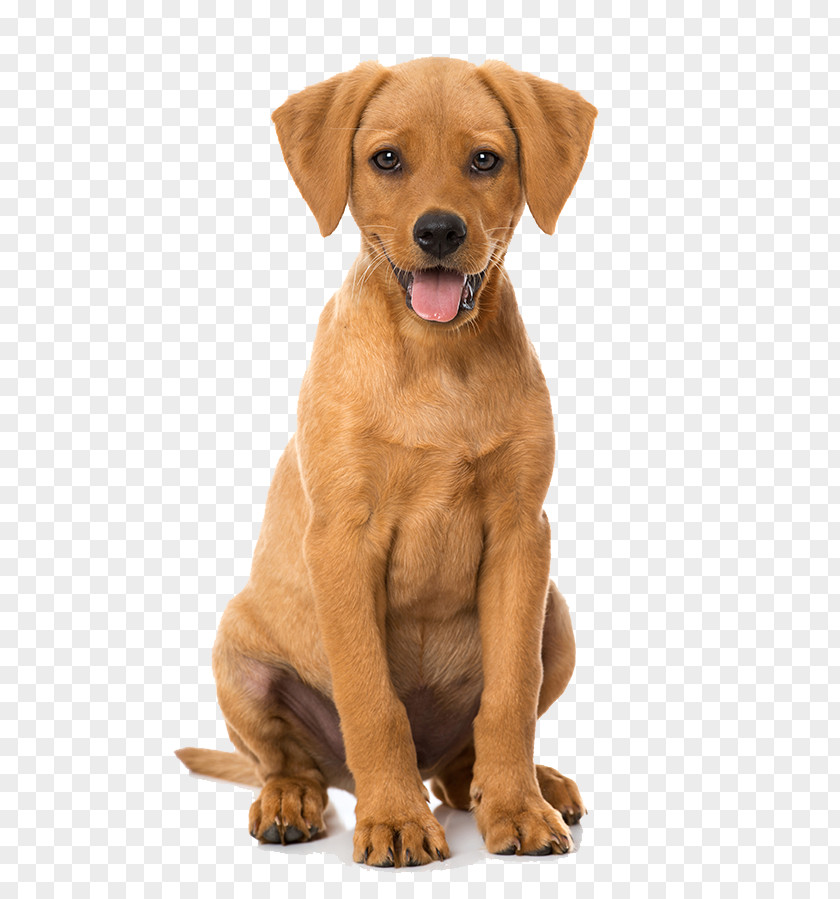 Puppy Dog Breed Labrador Retriever Rhodesian Ridgeback Wesson Animal Clinic PNG