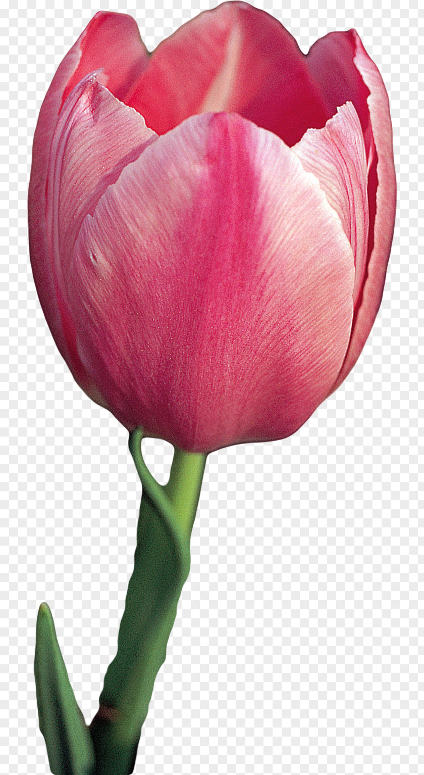 Tulip Cut Flowers Plant PNG