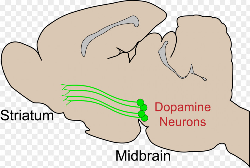 Brain Dopaminergic Cell Groups Striatum Midbrain Pathways PNG