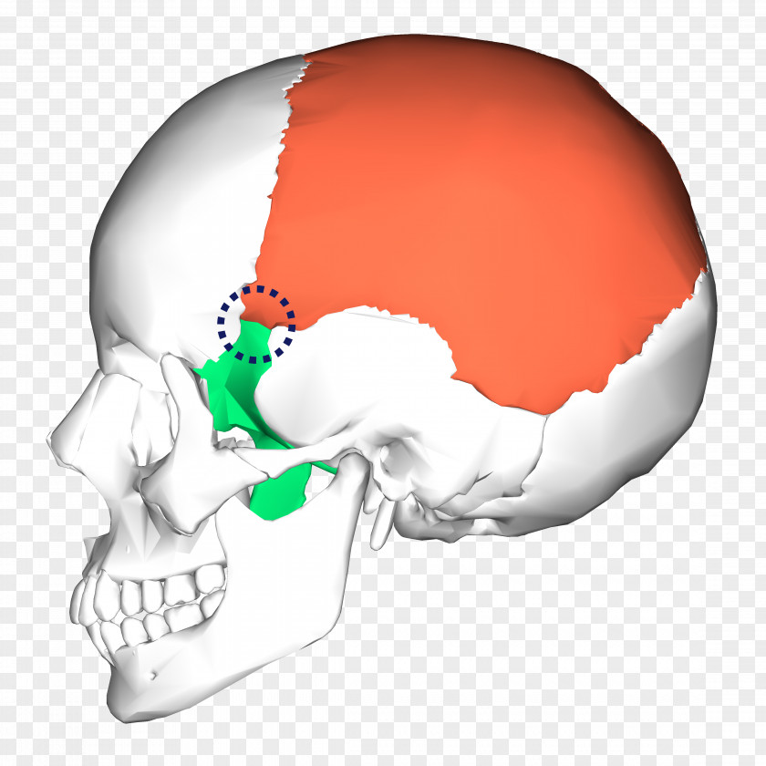 Look Occipital Bone Skull Temporal Anatomy PNG