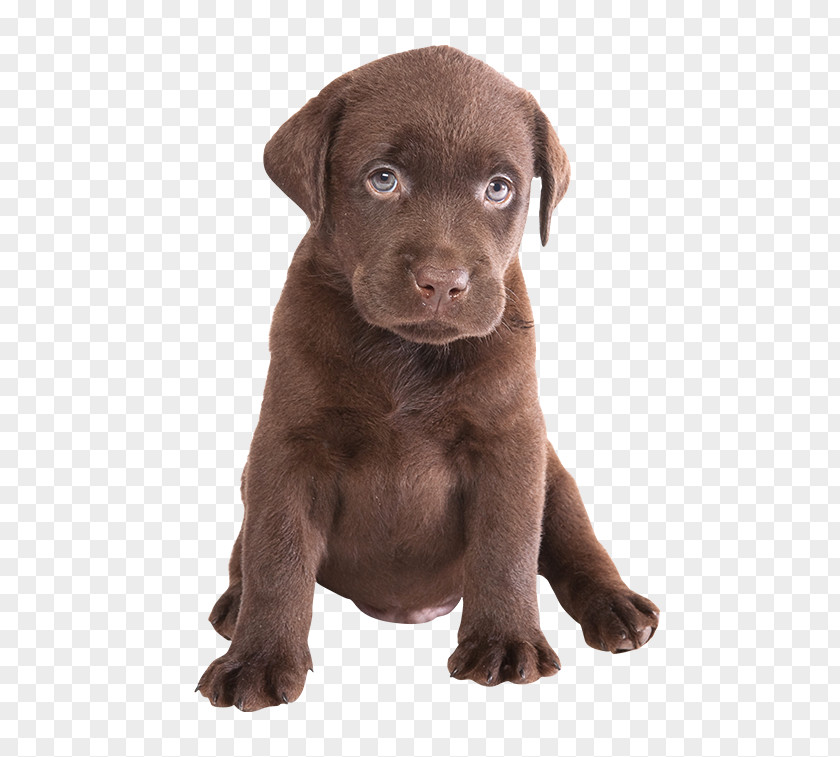 Puppy Labrador Retriever Siberian Husky Chocolate PNG