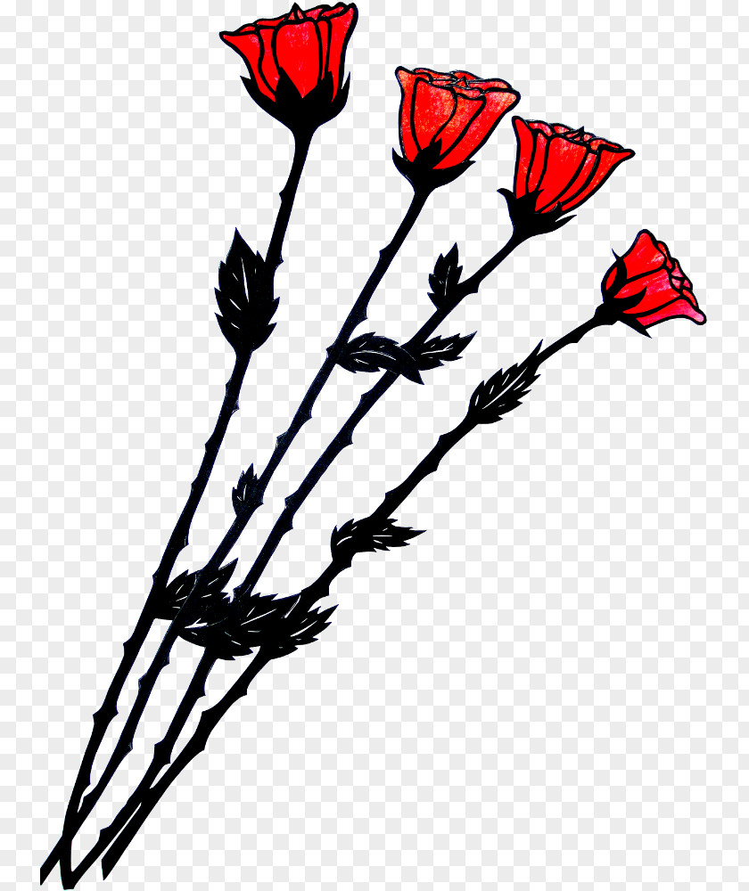 Rose Red Drawing White Color PNG