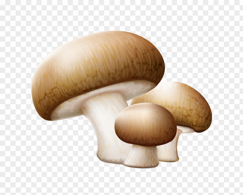 Three Mushrooms Common Mushroom Edible Clip Art PNG