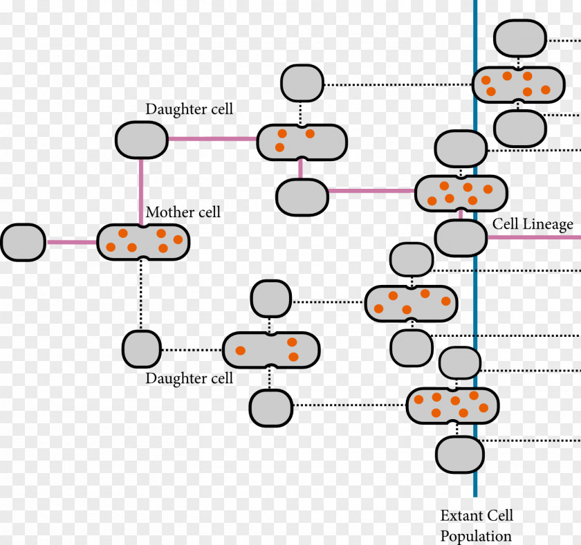 Cell Division Stochastic Modelling Product Manuals PNG