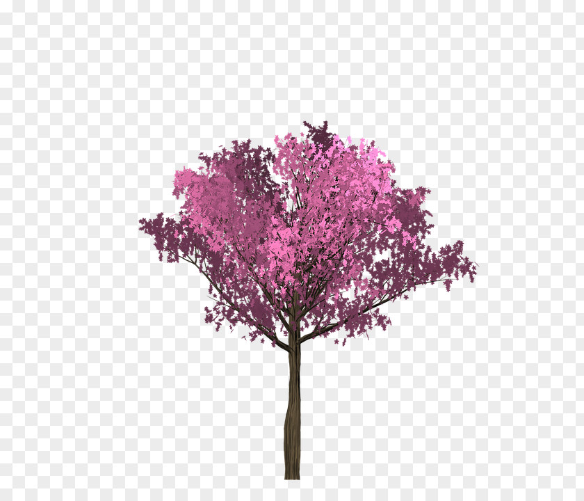Cherry Blossom Pink Twig Tree PNG