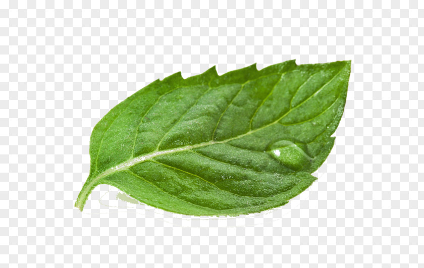 Mulberry Tea White Extract Leaf Powder PNG