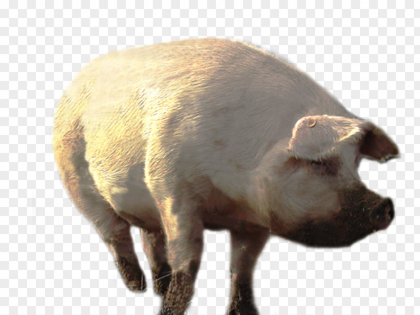 Pig Clip Art PNG