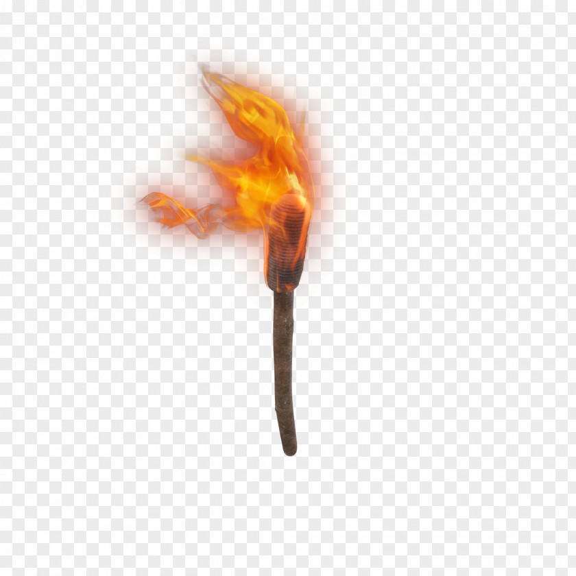 Torch Lily Image Clip Art Fire PNG