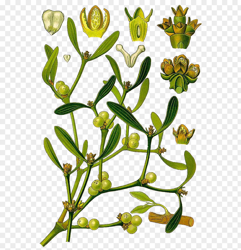 Viscum Album Mistletoe Botany Plant PNG