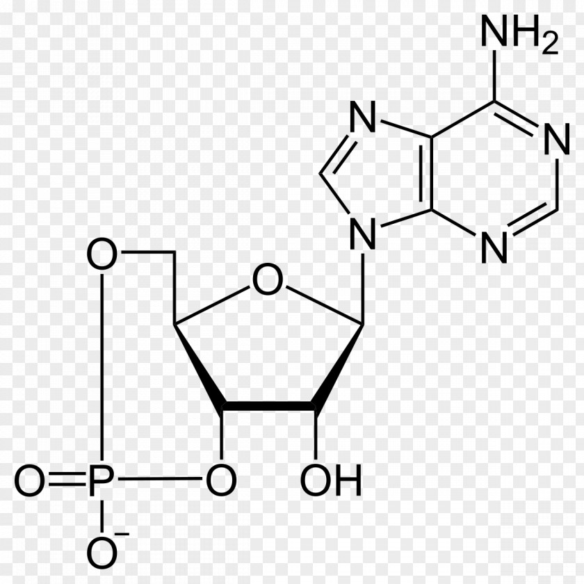 Energy Cyclic Adenosine Monophosphate Triphosphate Chemical Bond PNG