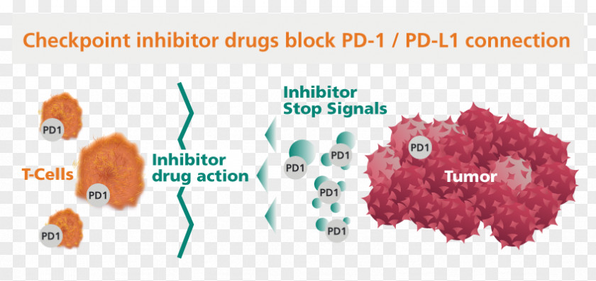 Immune System Checkpoint Inhibitor PD-1 And PD-L1 Inhibitors Programmed Cell Death Protein 1 Cancer PNG