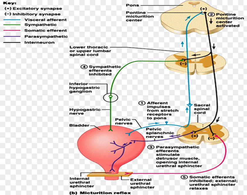 Line Organism Angle PNG