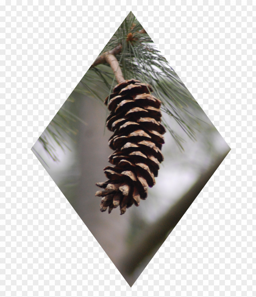 Pine Cone Conifers Tree Christmas Ornament PNG