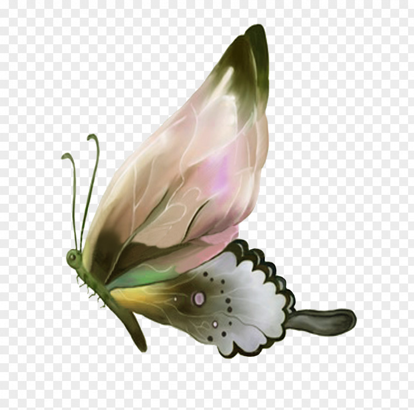 Small Butterfly PNG