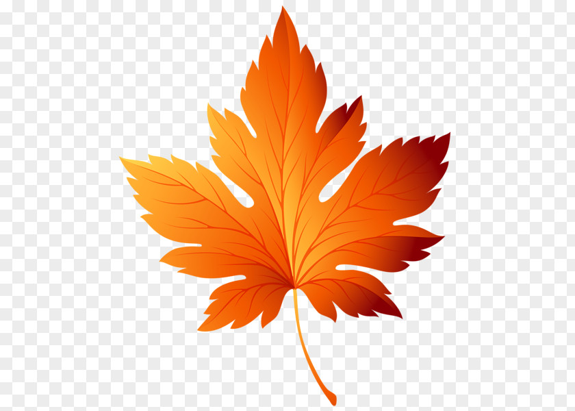 The Autumn Harvest Leaf Color Clip Art PNG