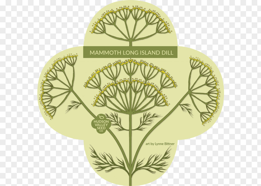 Dill Herb Flower Seed Drawing Botany PNG
