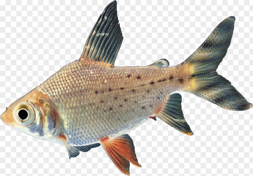 Fish Goldfish Carp Freshwater Tropical PNG