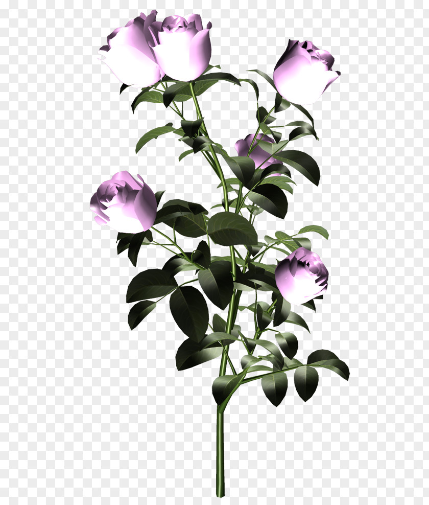 Flower Cut Flowers Purple Plant Stem PNG
