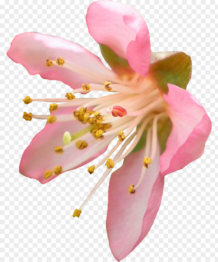 Peach Flower Clip Art PNG