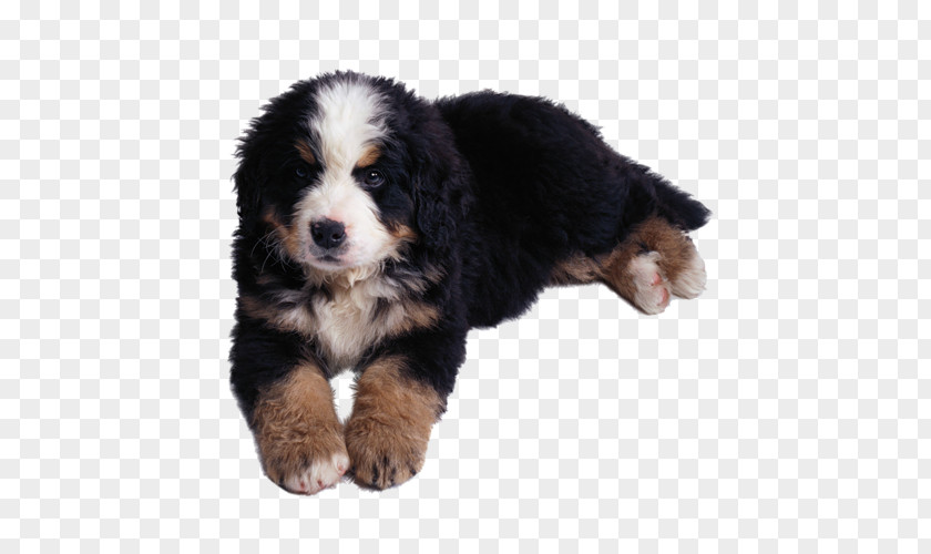 Puppy Bernese Mountain Dog Greater Swiss Entlebucher Appenzeller Sennenhund PNG