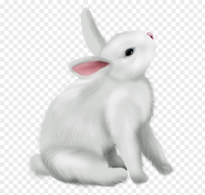 Rabbit Domestic Arctic Hare Easter Bunny PNG