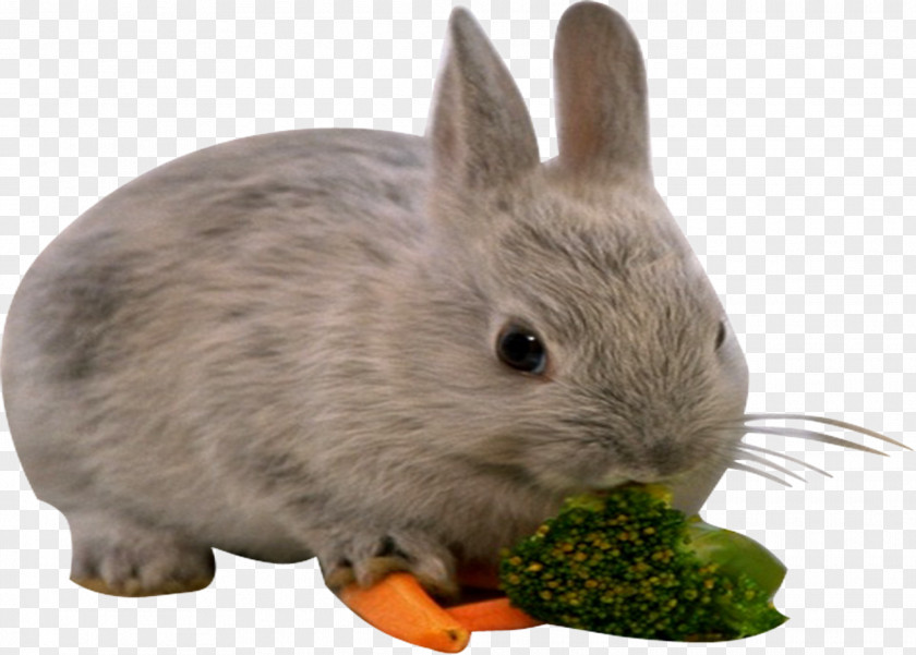 Rabbits Eat Cauliflower European Rabbit Leporids PNG