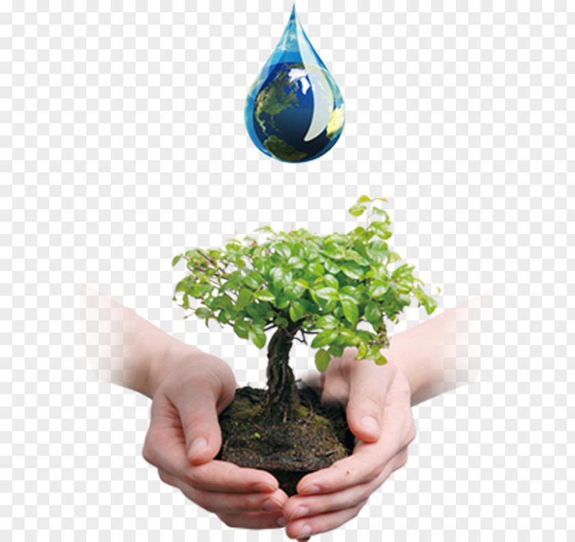 Valuing Water Tree Bonsai Business Company Waste Oil PNG