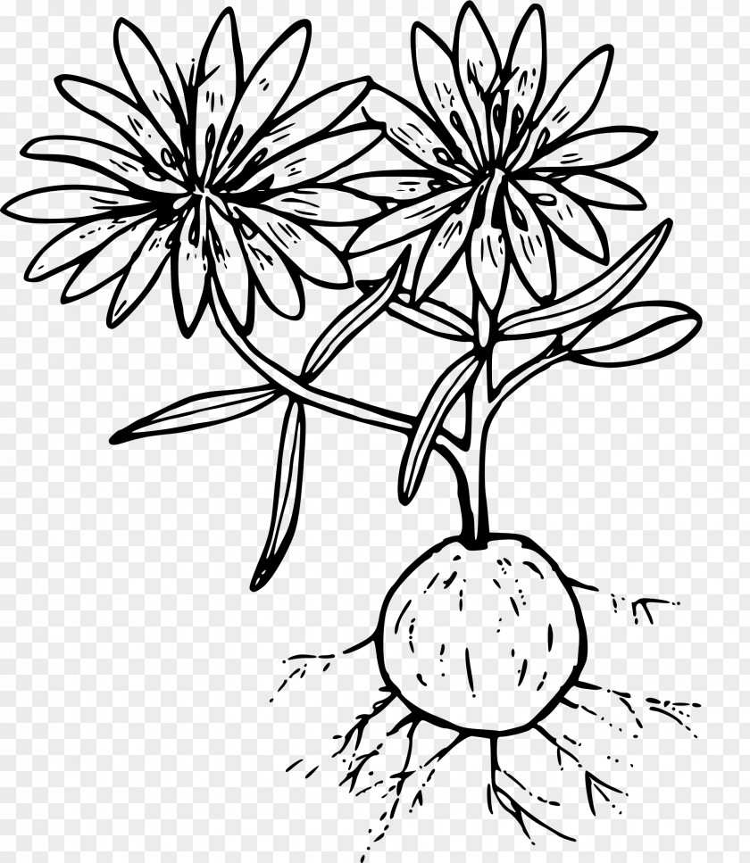 Anemone Line Art Drawing Clip PNG