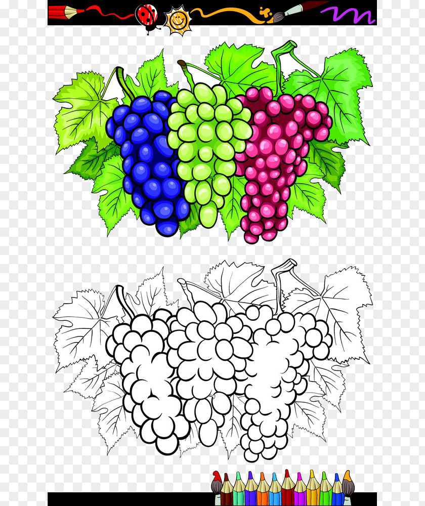 Bunch Of Grapes,contour Grape Stock Photography Illustration PNG