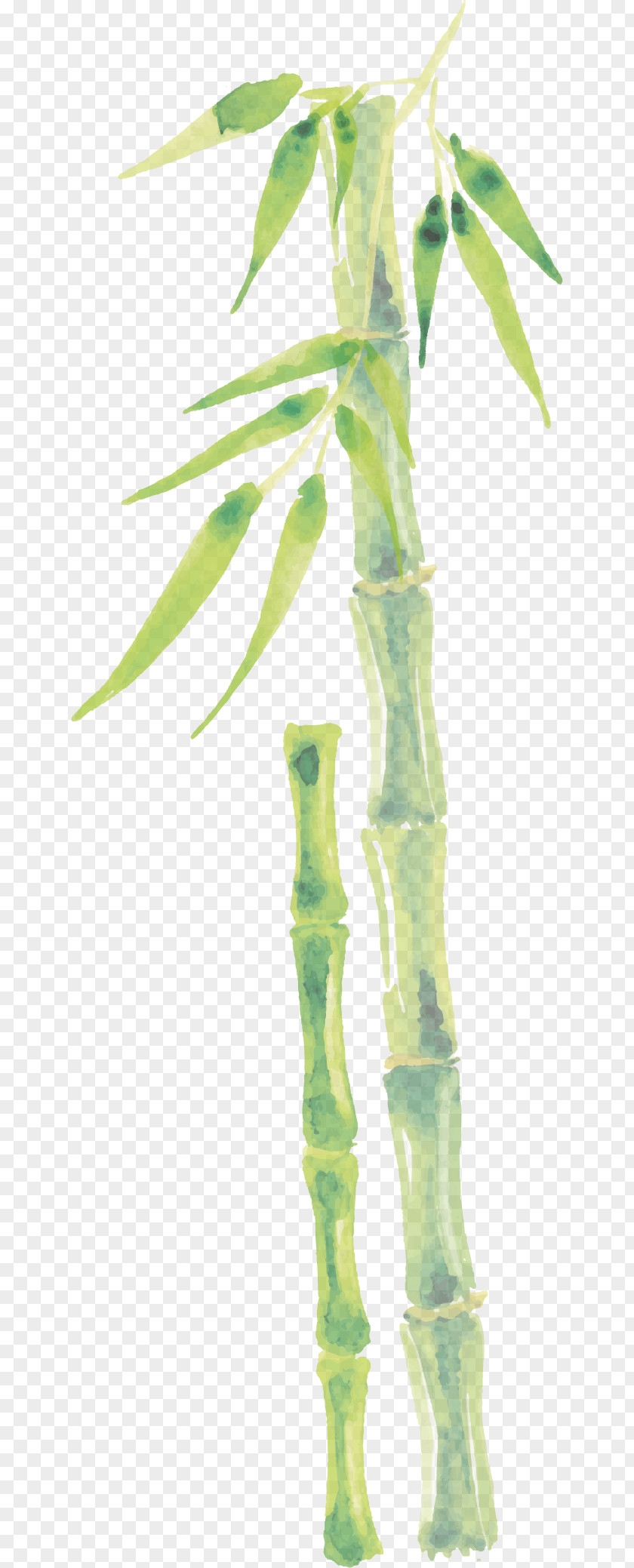 Cartoon Bamboo Vector Drawing Bamboe PNG
