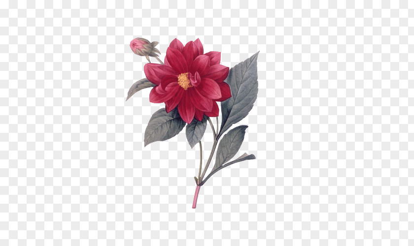 Flowers Les Roses Pierre-Joseph Redouté (1759-1840) Choix Des Plus Belles Fleurs Artist PNG