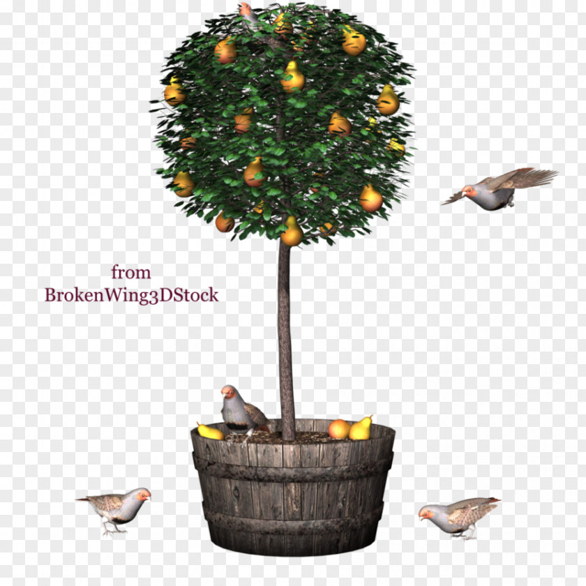 Tree Kumquat Clip Art PNG
