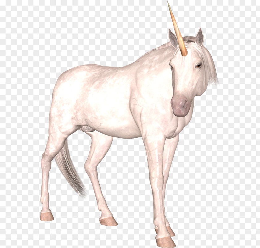 Unicorn Mule Pony Mane Donkey PNG