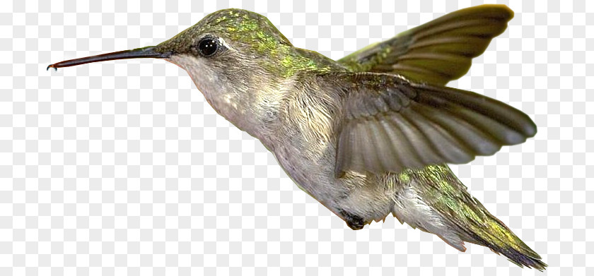 Beija Dlor Hummingbird Clip Art PNG