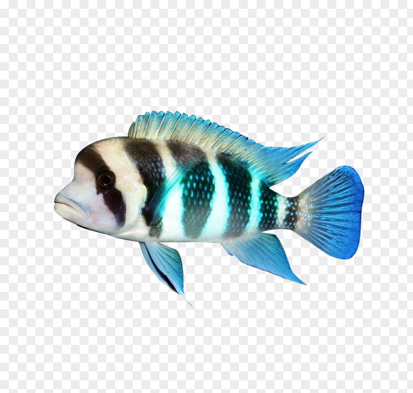Burundi Six Fish Fauna Tail PNG